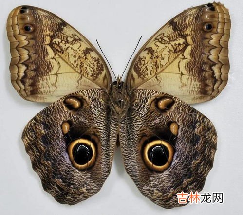 猫头鹰的天敌是谁,猫头鹰的天敌是谁