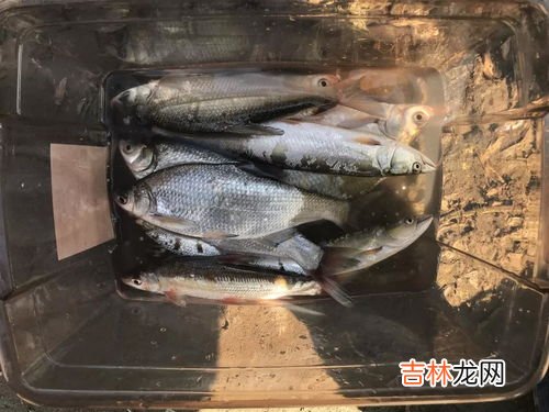 鲂鱼和鳊鱼的区别,鲫鱼、团头鲂、鳊鱼的区别