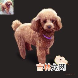 狗为什么不能吃梨,小狗可以吃梨子不