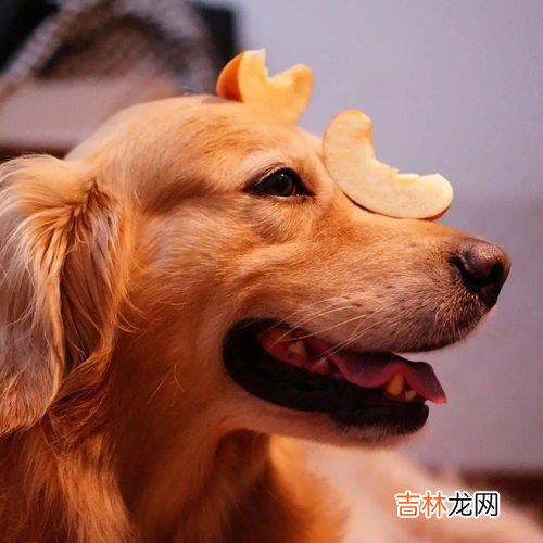 狗为什么不能吃梨,小狗可以吃梨子不