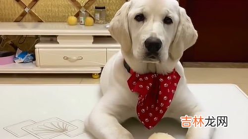 狗为什么不能吃梨,小狗可以吃梨子不