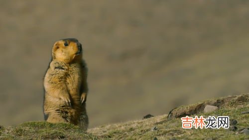 旱獭和土拨鼠的区别是什么,旱赖是什么动物？