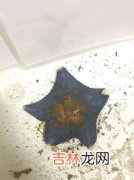 海星吃什么食物,海星吃什么东西？