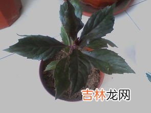 红凤菜有毒吗,红凤菜的花为什么发臭？