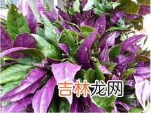 红凤菜有毒吗,红凤菜的花为什么发臭？