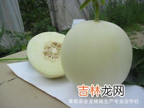 甜瓜可以直接吃吗,玻璃翠甜瓜怎么吃