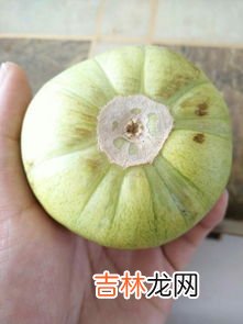 甜瓜可以直接吃吗,玻璃翠甜瓜怎么吃