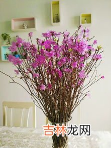 干枝杜鹃开完花是不是就死了,干枝杜鹃花期多久时间