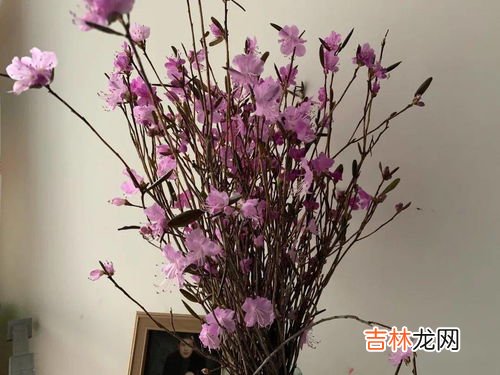 干枝杜鹃开完花是不是就死了,干枝杜鹃花期多久时间