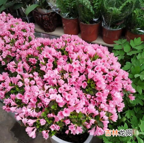 干枝杜鹃开完花是不是就死了,干枝杜鹃花期多久时间