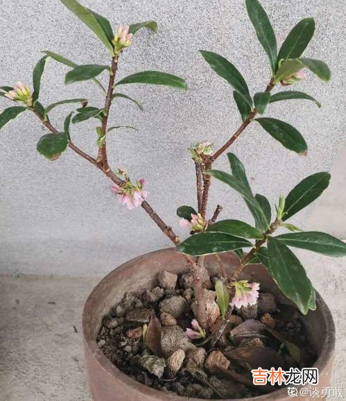 干枝杜鹃开完花是不是就死了,干枝杜鹃花期多久时间