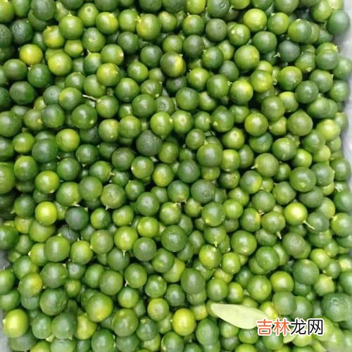 海南小青桔怎么吃,蜂蜜小青桔汁怎么做如何做好吃