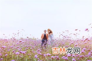 芦苇花的花语和爱情,花语大全