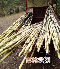 香蕉绑在甘蔗上是代表啥,香蕉代表什么寓意？