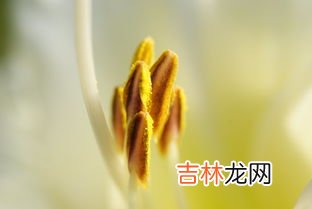 花粉片有什么用,蜂花粉片的作用