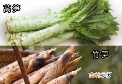 海笋是植物还是动物,海参与海笋的区别