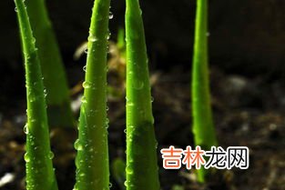 海笋是植物还是动物,海参与海笋的区别