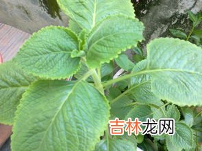 海菜花药用价值,海菜花药用价值 海菜花怎么吃