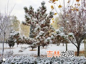 雪的形成,雪是怎样形成的？