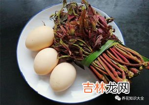 香椿花的吃法,香椿树花能吃吗？