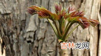 香椿花的吃法,香椿树花能吃吗？