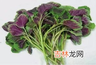 苋菜怎么吃,苋菜怎么做好吃？