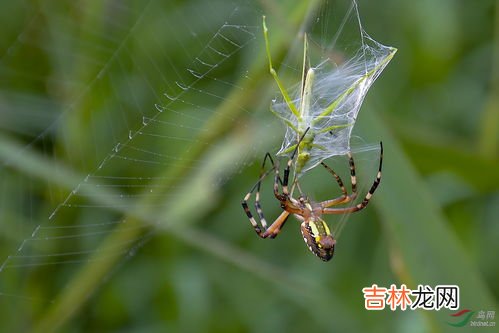 蜘蛛网怎么彻底清除,怎样去除蜘蛛网