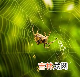 蜘蛛网怎么彻底清除,怎样去除蜘蛛网