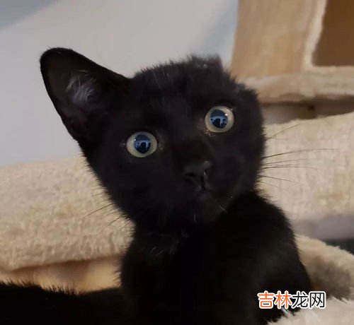 掌上明珠指什么动物,掌上明珠代表什么生肖动物