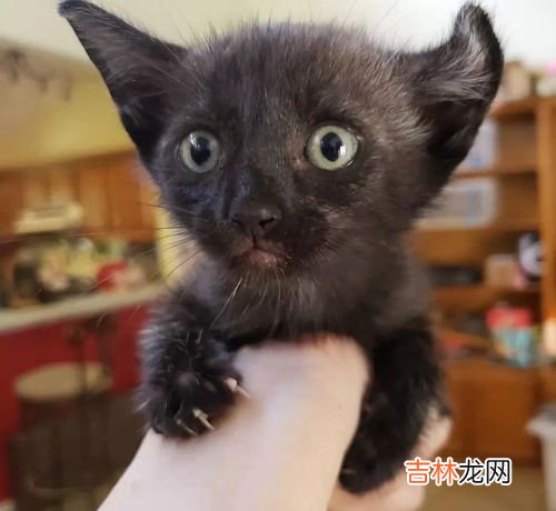 掌上明珠指什么动物,掌上明珠代表什么生肖动物
