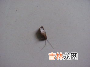 厨房为什么有蟑螂?什么原因,厨房的蟑螂是怎么产生的