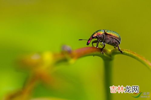 甘薯蚁象对人的危害,这是什么蚂蚁，有毒吗？