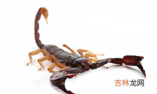 蝎子粑粑独一份是什么意思,蝎子粑粑独一份是什么意思?