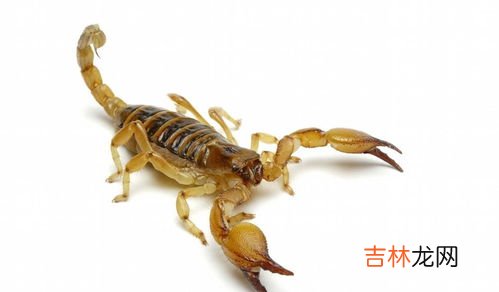 蝎子粑粑独一份是什么意思,蝎子粑粑独一份是什么意思?