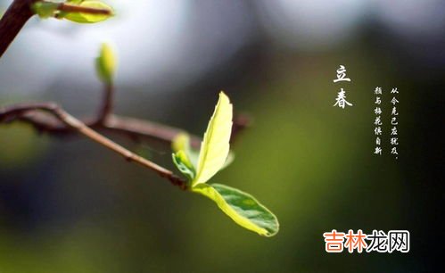 立春可以种什么蔬菜,立春适合种什么菜