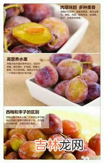 丑八怪水果产地哪里,四川丑桔和耙耙柑是不是一个品种