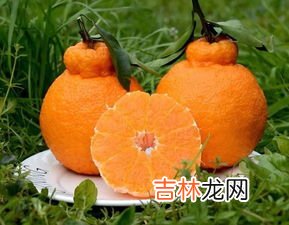 丑八怪水果产地哪里,四川丑桔和耙耙柑是不是一个品种