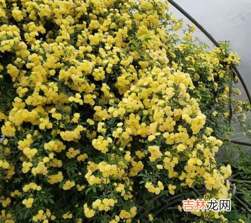 木香花是什么,木香花什么时候开 木香花的介绍