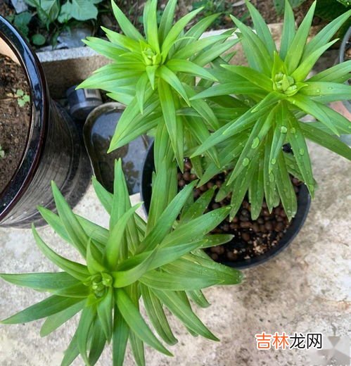 佛珠盆栽种植方法,多肉佛珠的养殖方法和注意事项 多肉佛珠怎么养