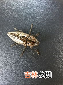 路虫子是什么意思啊,梦见一路都是稀奇的虫子是什么意思