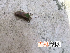 路虫子是什么意思啊,梦见一路都是稀奇的虫子是什么意思
