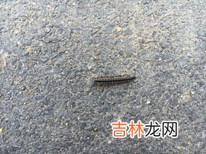 路虫子是什么意思啊,梦见一路都是稀奇的虫子是什么意思