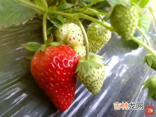 草莓成熟需要吃掉一个蚯蚓吗,草莓一生长就会死一两个蚯蚓是不是？