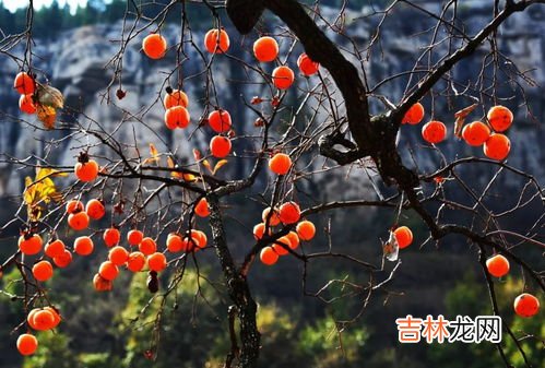 柿子和柿饼的区别,柿子和柿饼哪个更性寒？