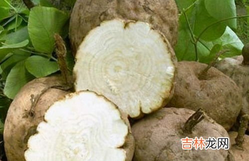 野葛根粉能丰胸吗,葛根粉可以丰胸吗 葛根粉怎么吃丰胸
