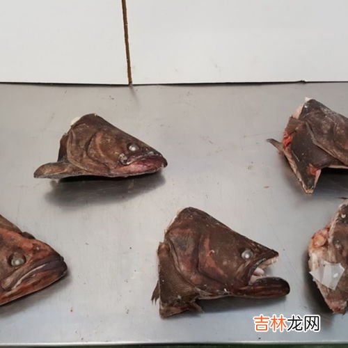 鲽鱼是什么鱼,鲽鱼是什么鱼