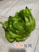 儿菜是什么,儿菜是什么