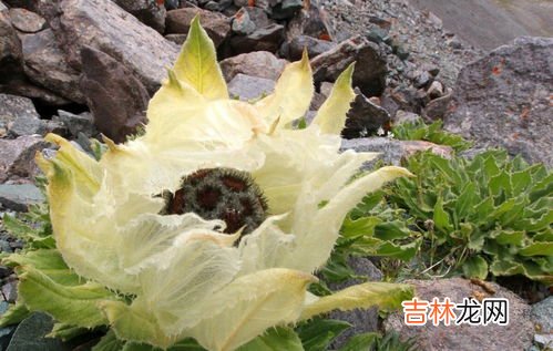 雪莲杞草人参片效果怎么样,求助:人参，枸杞，雪莲，冬虫夏草，可以常年泡酒吗？每天可以喝多少，什么功效