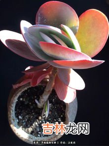 多肉水莲怎么养才长得好,睡莲该怎么养？放在水里就行？