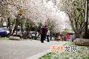 春天的寓意和象征,春天的寓意象征
